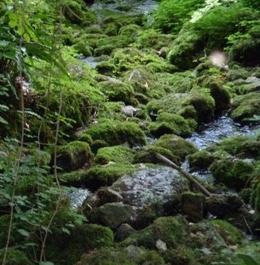 Les Sources de l’Ignon