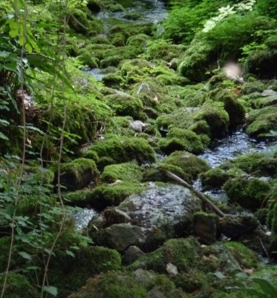 Sources de l'Ignon