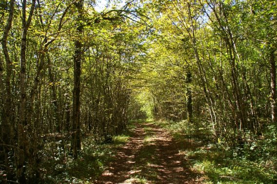 Forêt du Val Suzon – Image 5