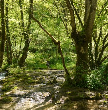 Balade forêts Seine et Suzon