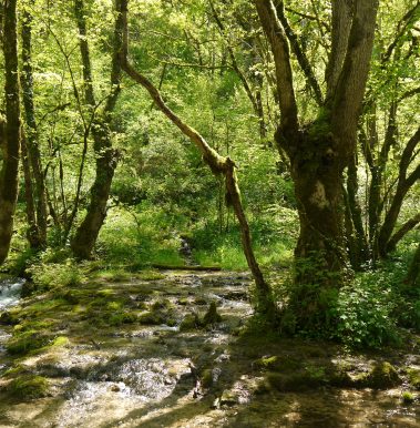 Balade forêts Seine et Suzon