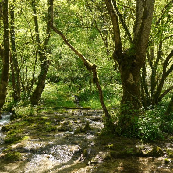 Balade forêts Seine et Suzon