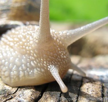 L'Escargot Burgonde